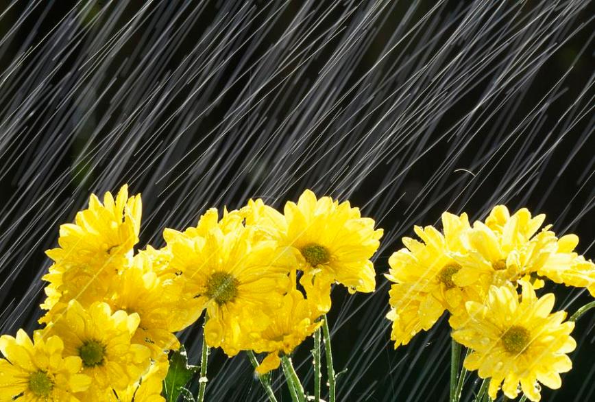 raining-on-yellow-daisies-natural-selection-craig-tuttle