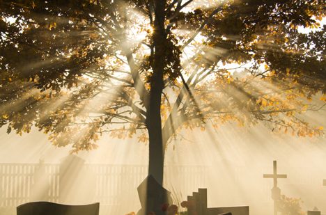 green-funerals-green-resting-place