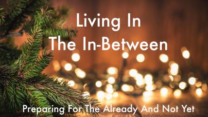 Spruce Tree branch on Wood Background